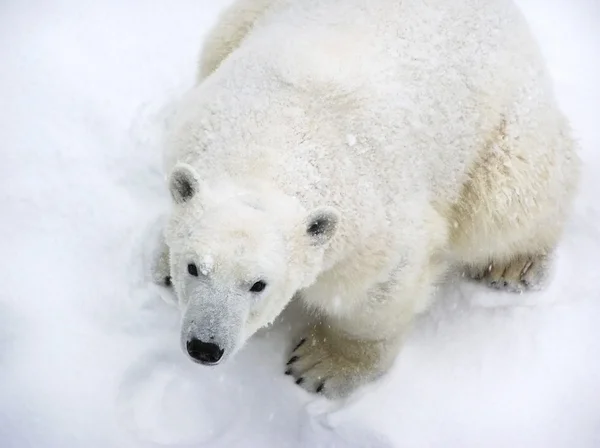 Polar bear looking at camera above Stock Image