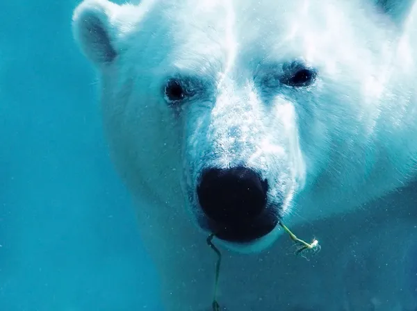 Белый медведь под водой крупным планом Стоковое Изображение