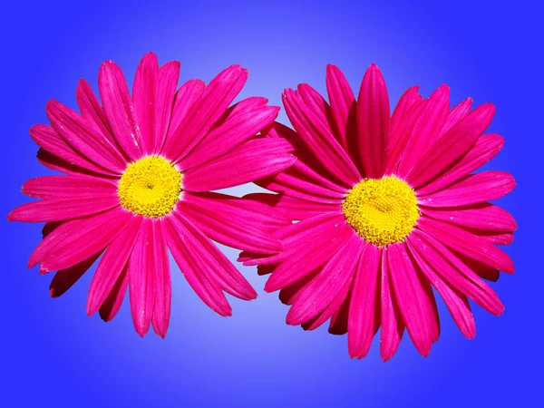 Mycket ljust rosa blommor — Stockfoto