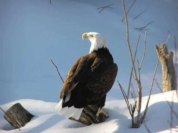 Bald eagle on snow — Stock Photo, Image
