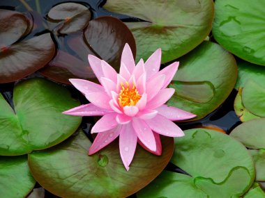 Pink waterlily on green clipart