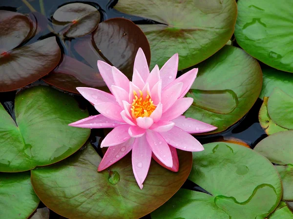 stock image Pink waterlily on green