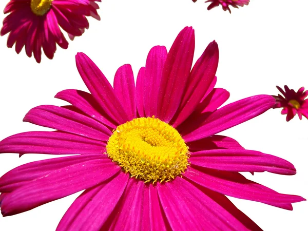 꽃 밝은 분홍색 절연 — 스톡 사진