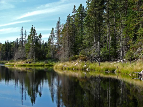 Kuzey lake ve iğne yapraklı ağaçlar — Stok fotoğraf