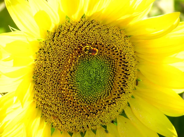 Sunflower with bee covered by pollen — Stock Photo, Image