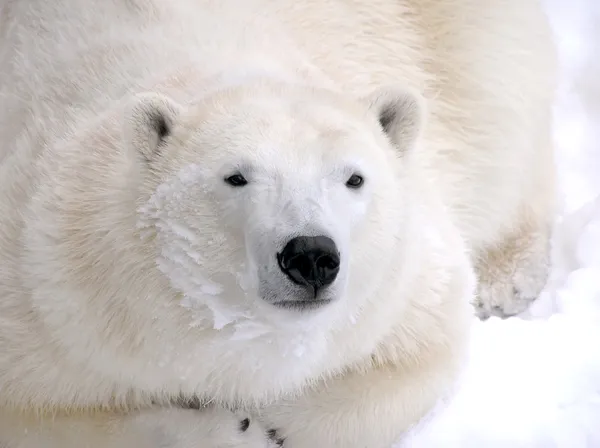 Urso polar que estabelece — Fotografia de Stock