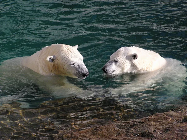 Niedźwiedź polarny w miłości, trzymając się za ręce — Zdjęcie stockowe