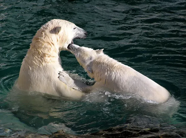 Ours polaires jouant et combattant — Photo