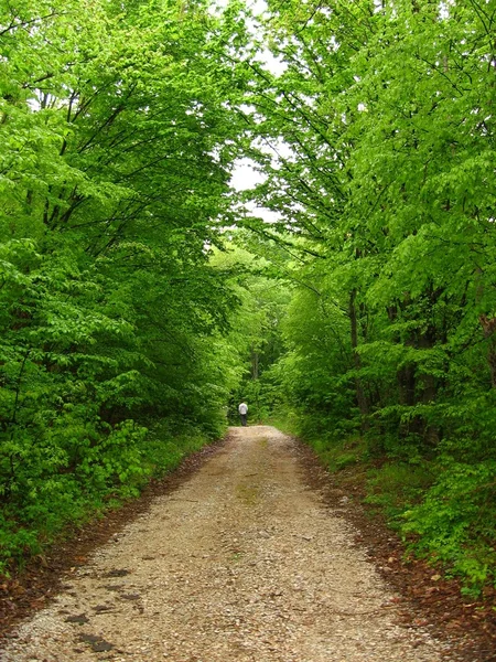 stock image Path in the forest