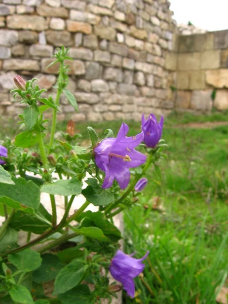 Fialový květ na pevnost — Stock fotografie