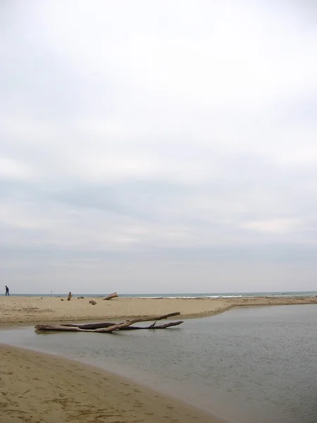 해변에 의해 서 죽은 나무 — 스톡 사진