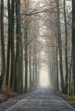 Old forest road in the winter