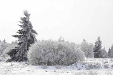 snowy orman glade köknar ağacı