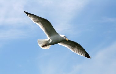 Seagull in the flight clipart