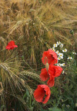 Poppies and diasies on the rye field clipart