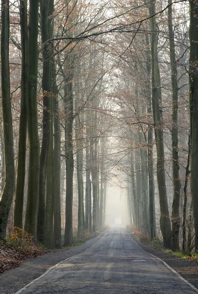 Viejo camino forestal en el invierno — Foto de Stock