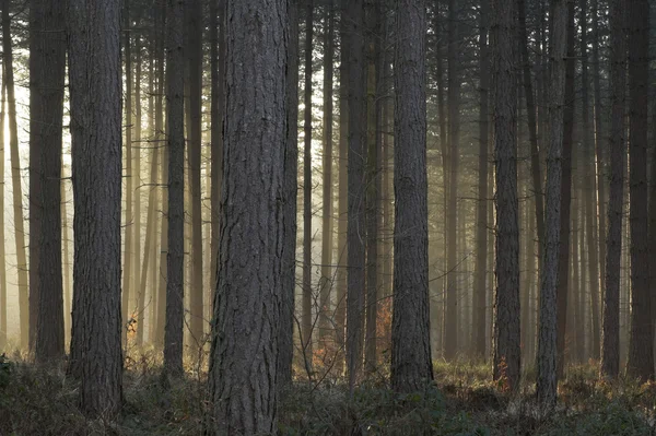 Neblige Bäume von untergehender Sonne angezündet — Stockfoto