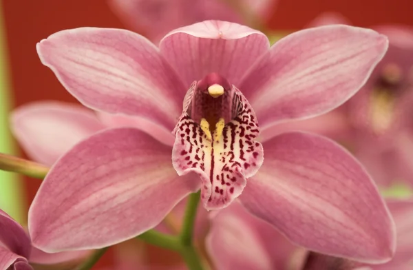 stock image Orchid