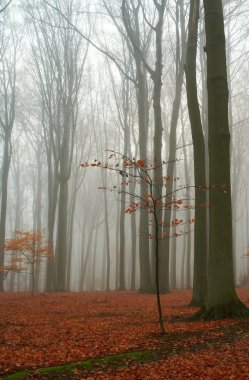 Misty autumn beech forest clipart