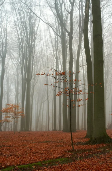 多雾的秋天山毛榉林 — 图库照片