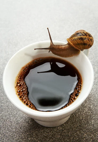 stock image Thirsty snail