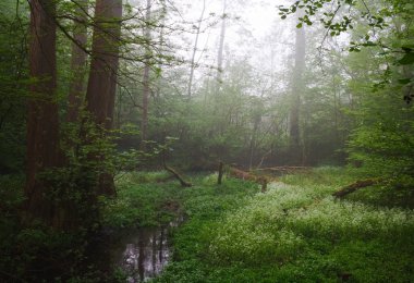 Forest creek and hazy morning clipart