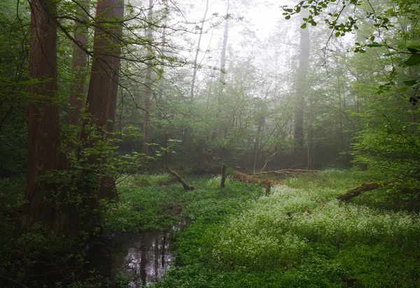 stock image Forest creek and hazy morning