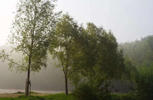 Bäume rund um einen Teich — Stockfoto