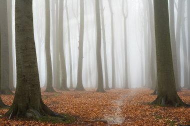 Sisli sonbahar kayın ormanı