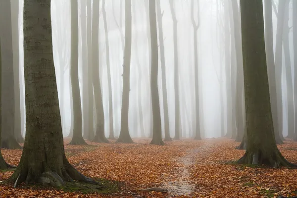 Ködös őszi bükkerdő — Stock Fotó