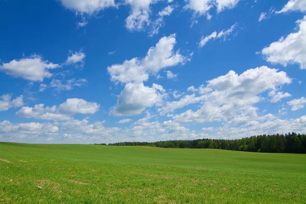 Green agricultural sow field — Stock Photo, Image