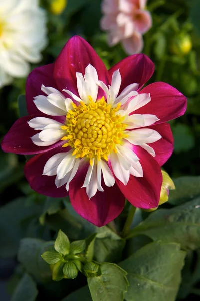 stock image Dahlias