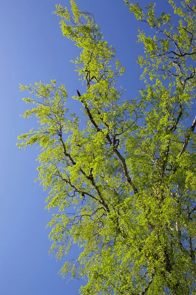 박 달 나무 잔 가지 — 스톡 사진