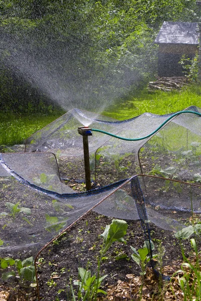 stock image Plant watering