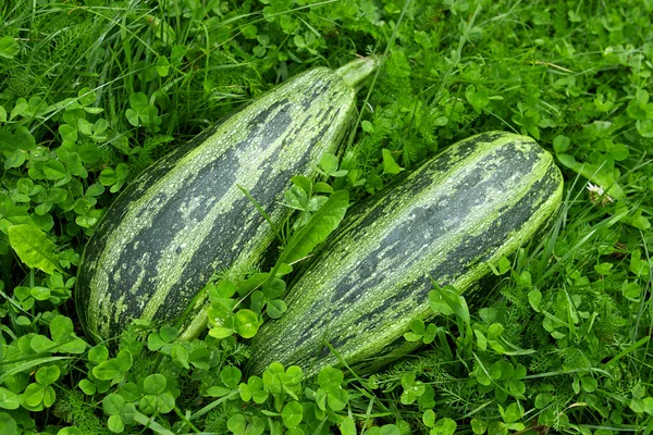 stock image Vegetables