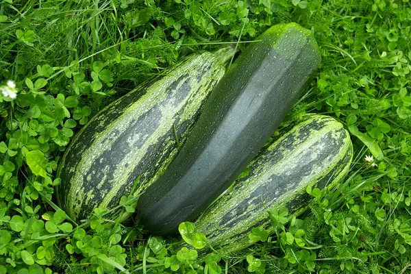 stock image Vegetables