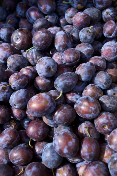 stock image Plum