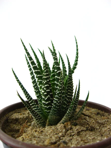 stock image Small cactus