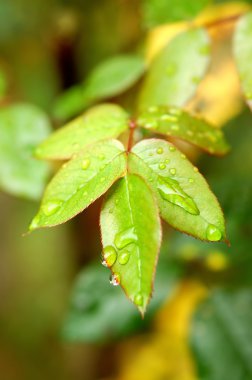 Green leaves after the rain clipart