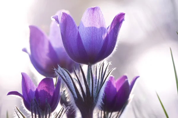 Fialové květy na podsvícení — Stock fotografie