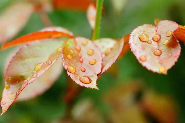 Drops on the leaves — Stock Photo, Image