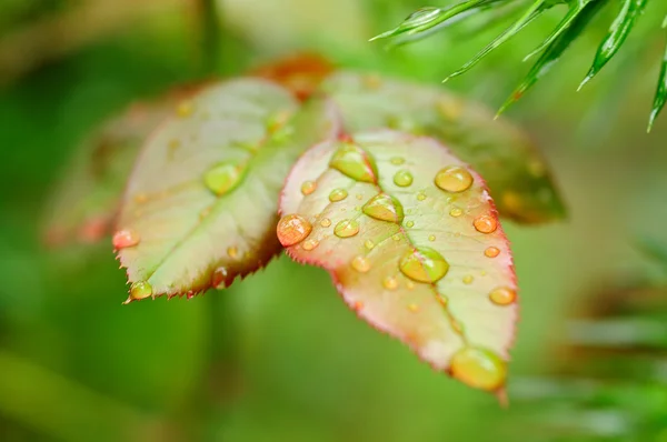 Leaves after the rain — Stock Photo, Image
