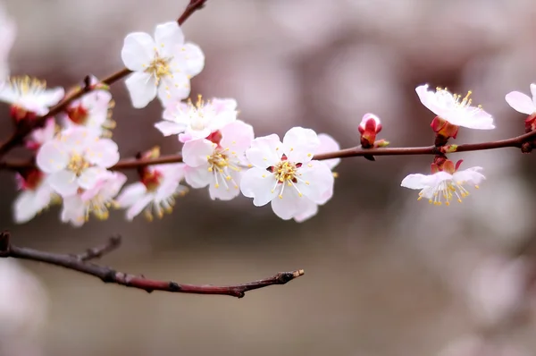 stock image Cherry blossoms on a branch