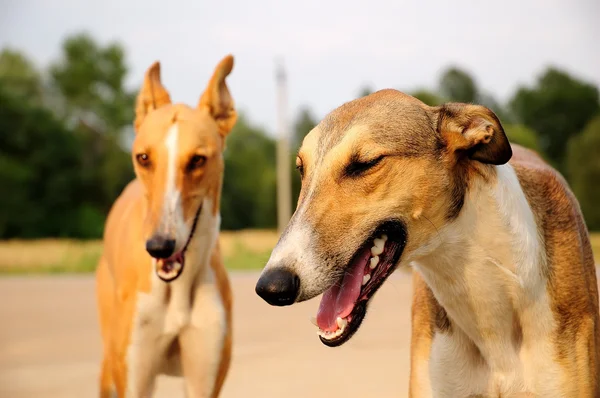 stock image Faithful friendship