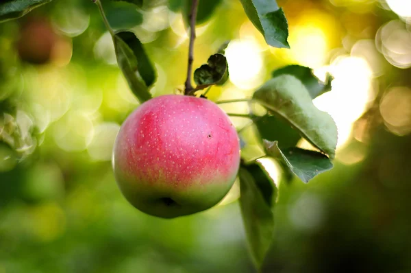 Saboroso maçã vermelha ao ar livre — Fotografia de Stock