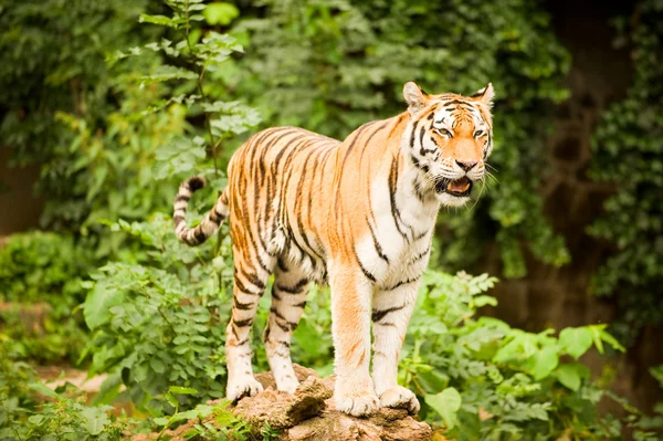 Sibirisk tiger Stockbild