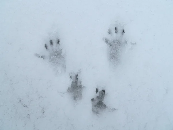 Footprint of a squirrel — Stock Photo © mycteria #2168311