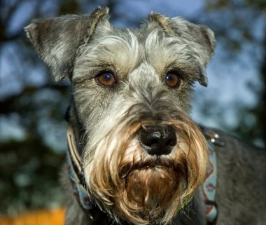 minyatür schnauzer açık havada