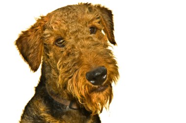 Airedale terrier dog isolated on white clipart