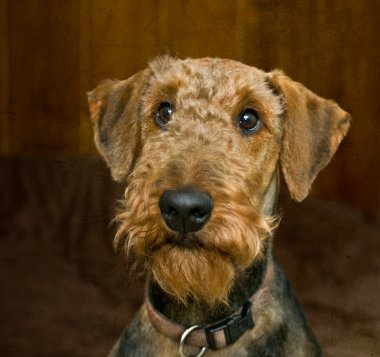 Guilty looking airedale terrier dog clipart